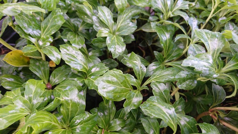 Pachysandra terminalis Пахизандра верхушечная